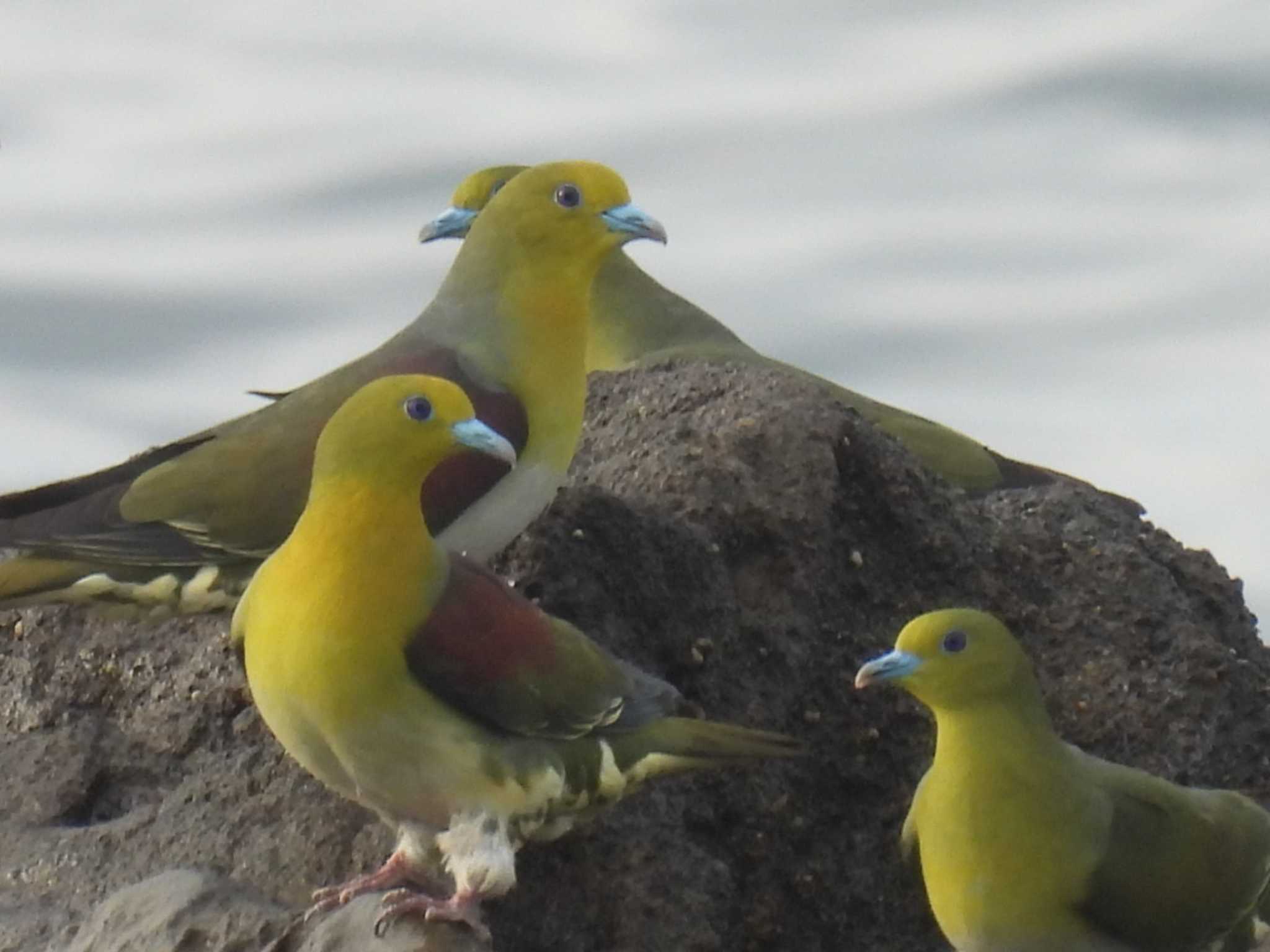 White-bellied Green Pigeon