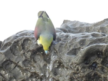 White-bellied Green Pigeon Terugasaki Beach Sun, 6/13/2021