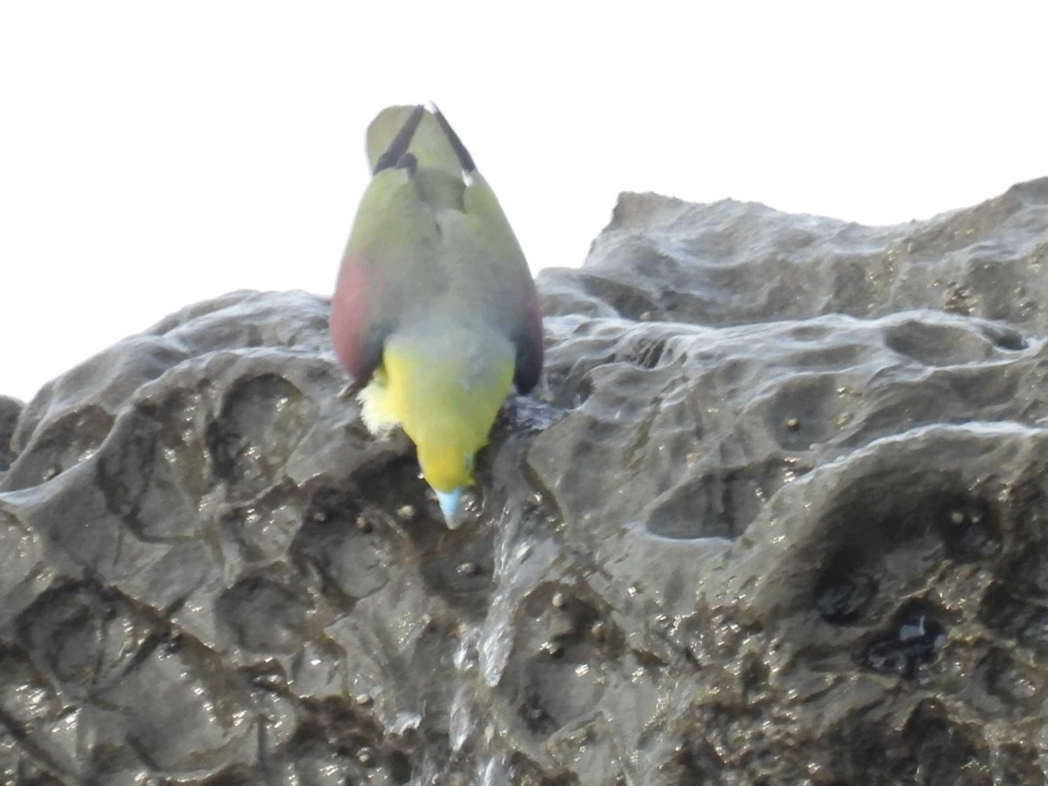 White-bellied Green Pigeon