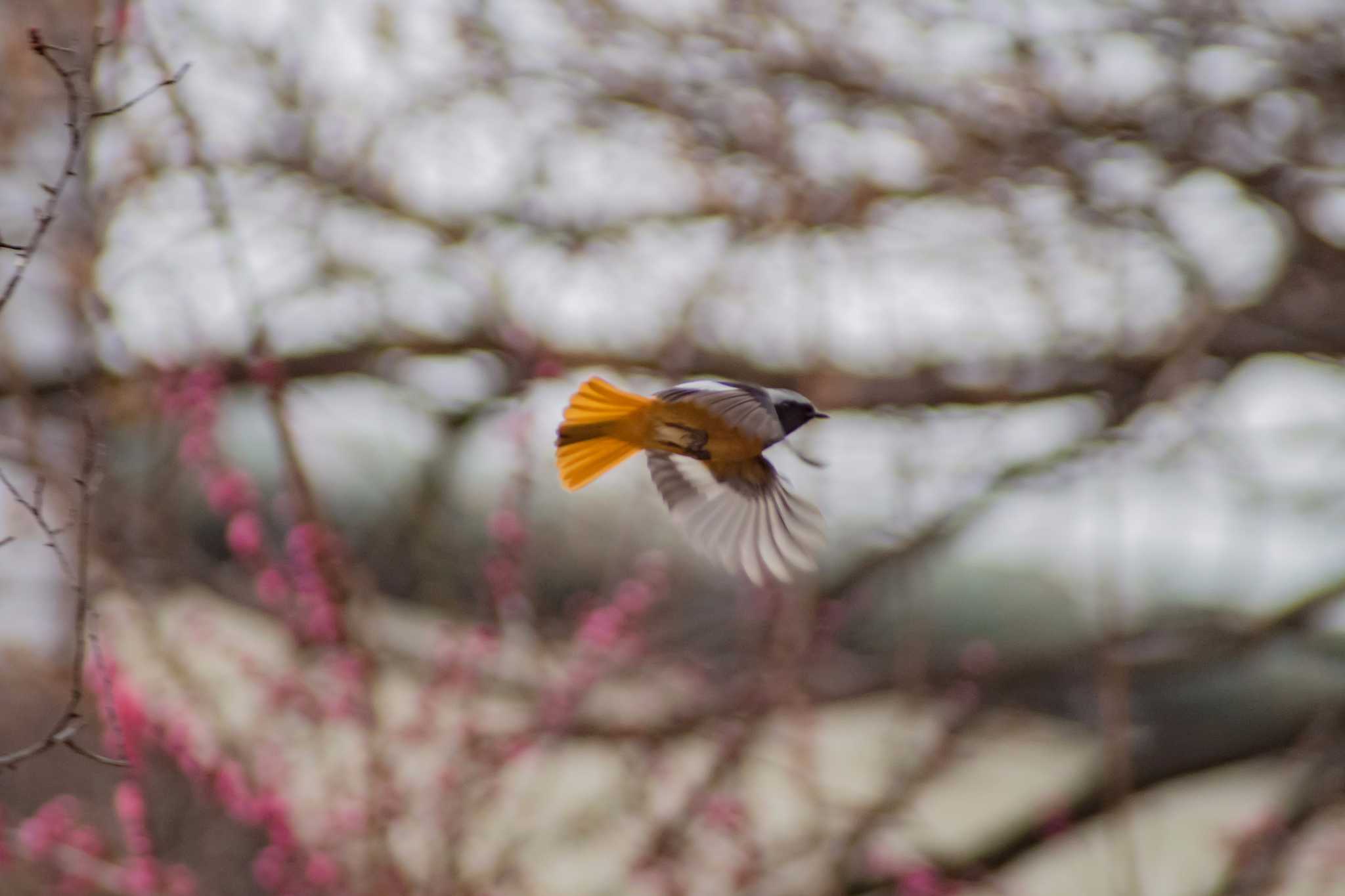 Photo of Daurian Redstart at 古室山