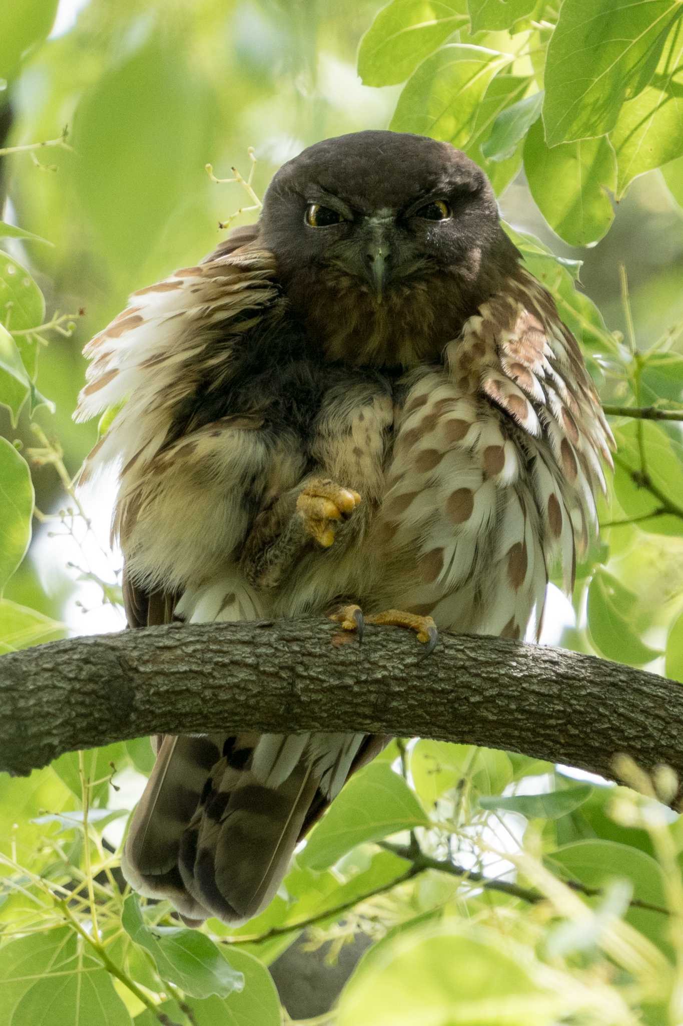 京都御苑 アオバズクの写真 by C君