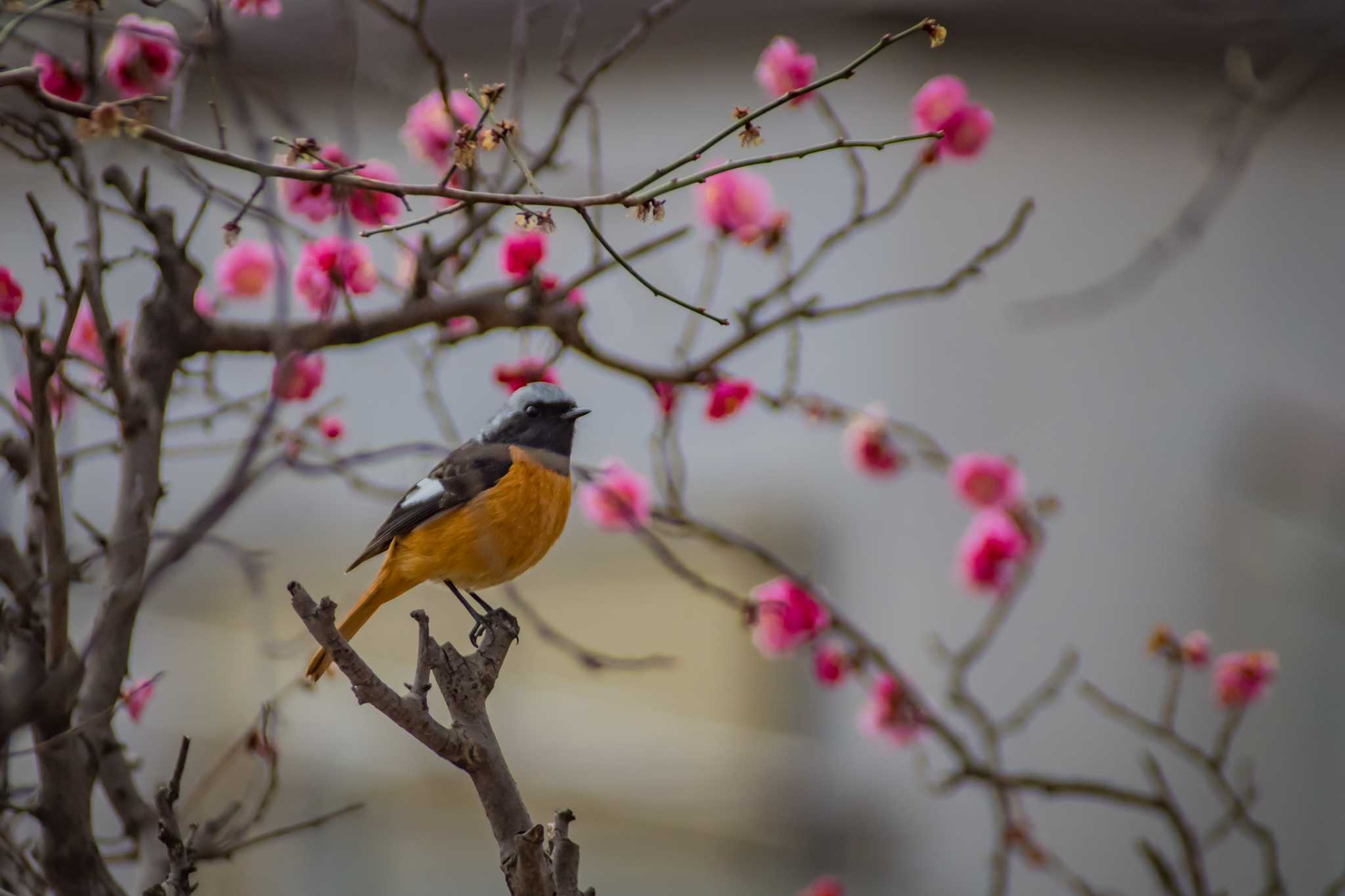 Photo of Daurian Redstart at 古室山