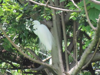 ダイサギ 上野恩賜公園 2021年6月12日(土)