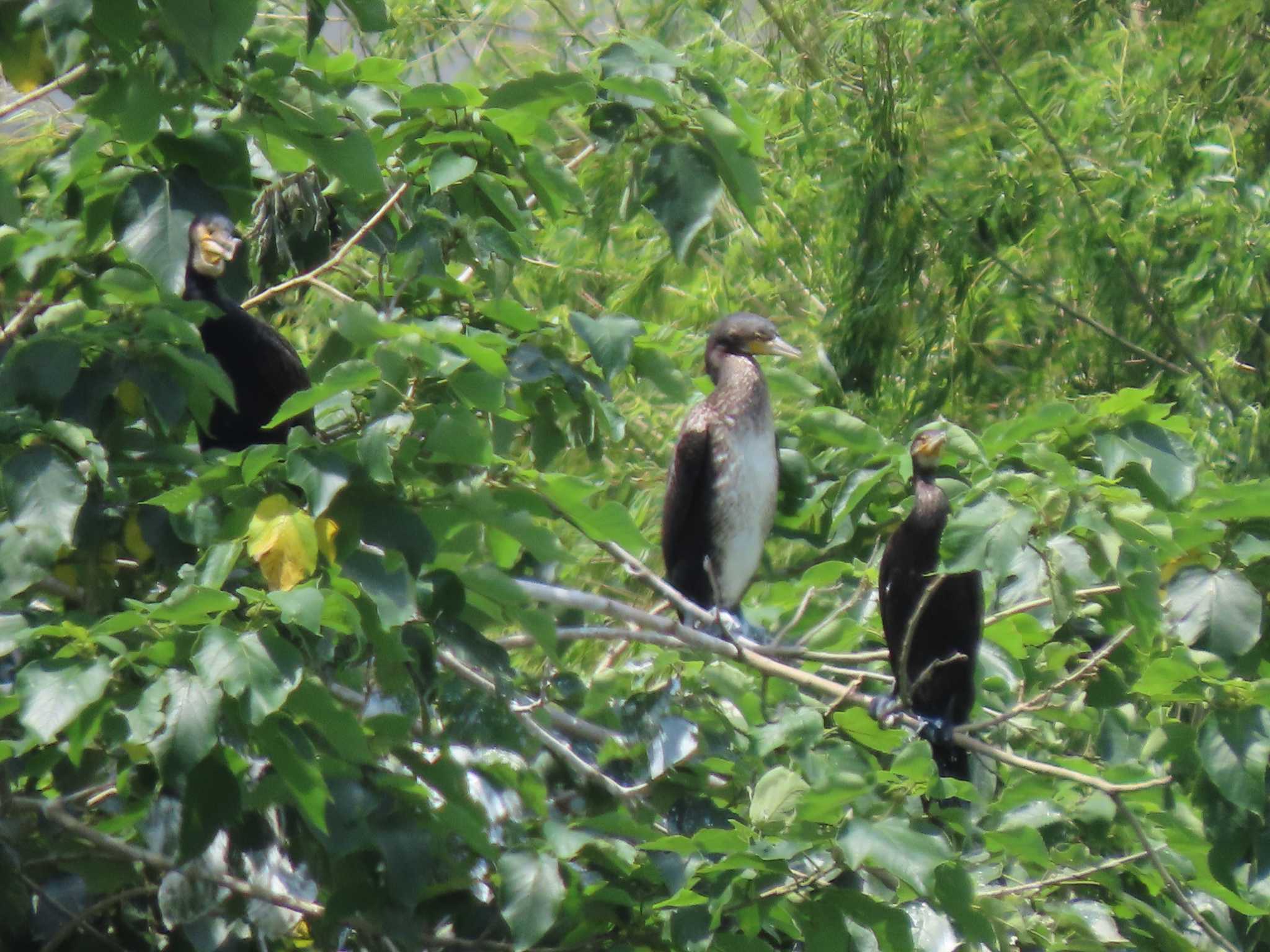 上野恩賜公園 カワウの写真 by のぐち