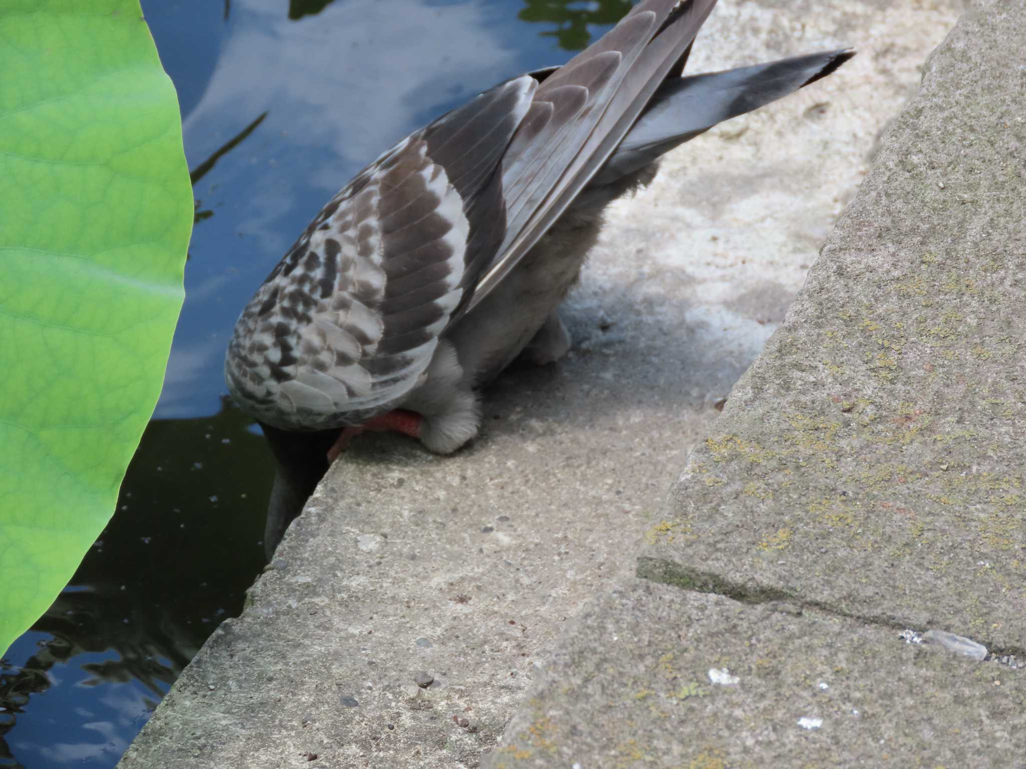 上野恩賜公園 カワラバトの写真 by のぐち