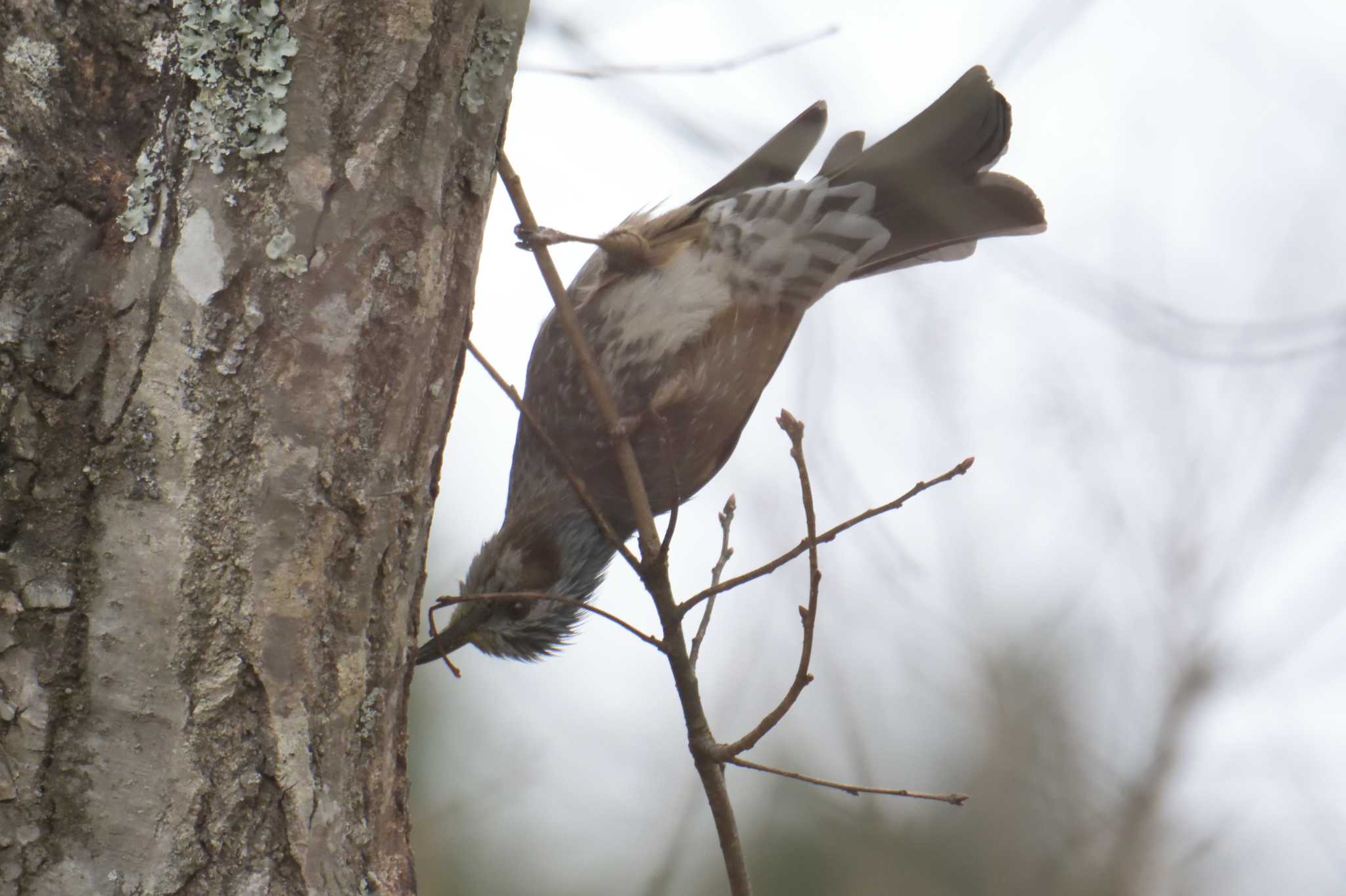 Brown-eared Bulbul