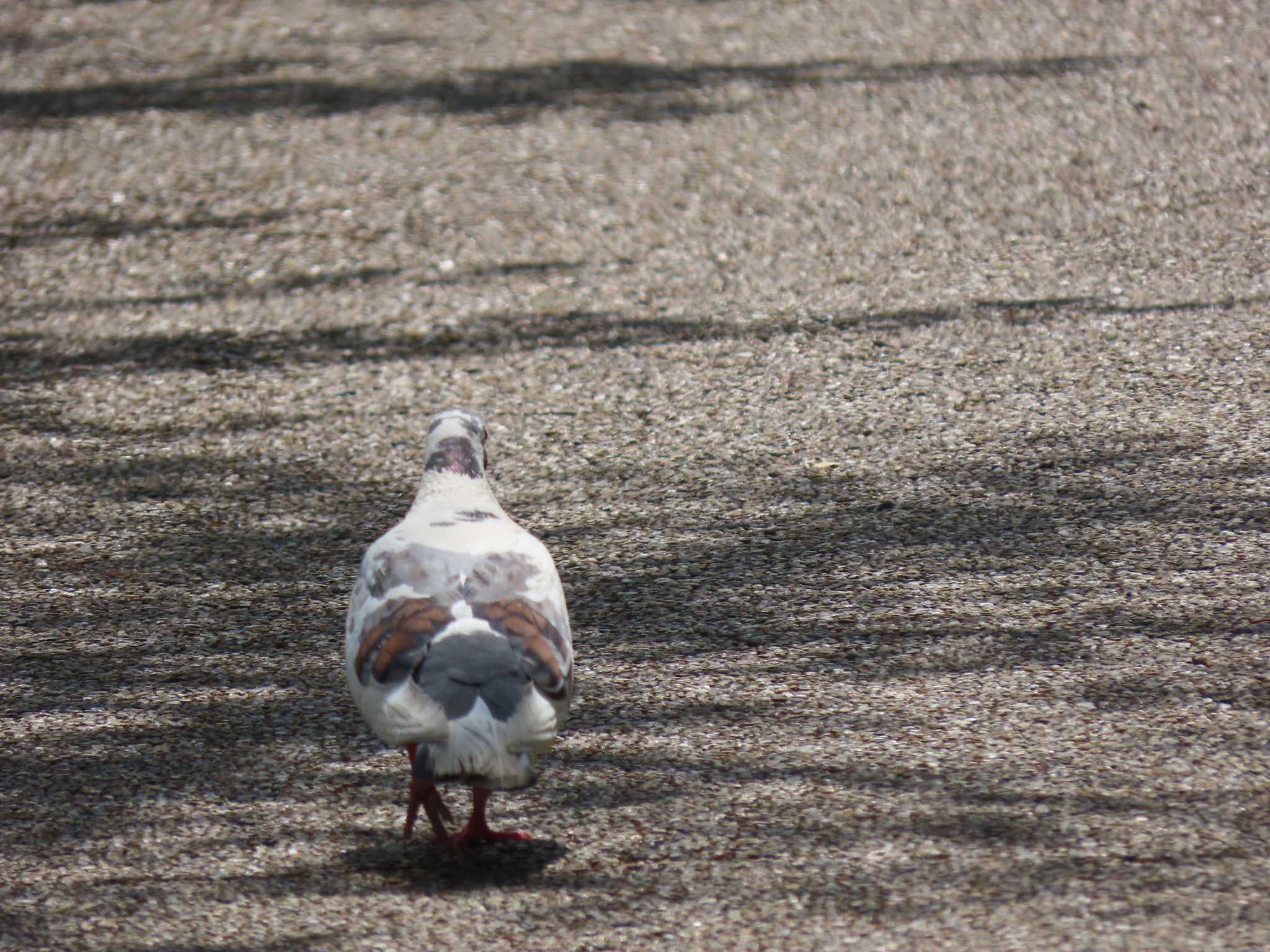 上野恩賜公園 カワラバトの写真 by のぐち