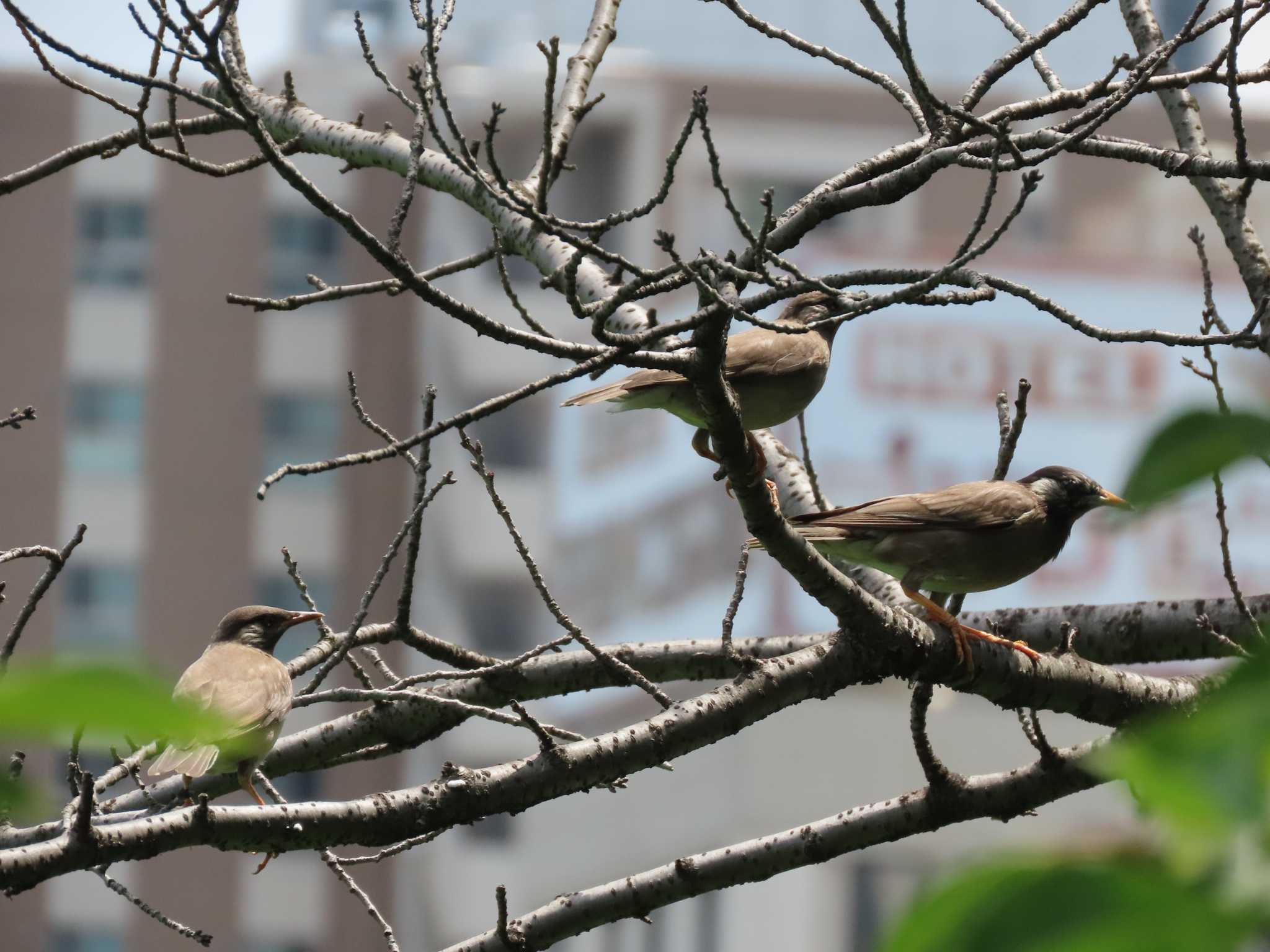 上野恩賜公園 ムクドリの写真 by のぐち