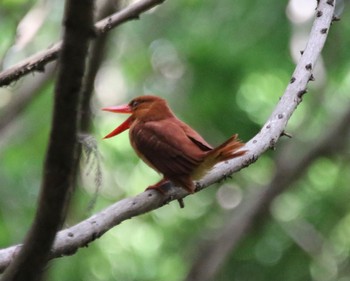 Fri, 6/11/2021 Birding report at 春日山原始林