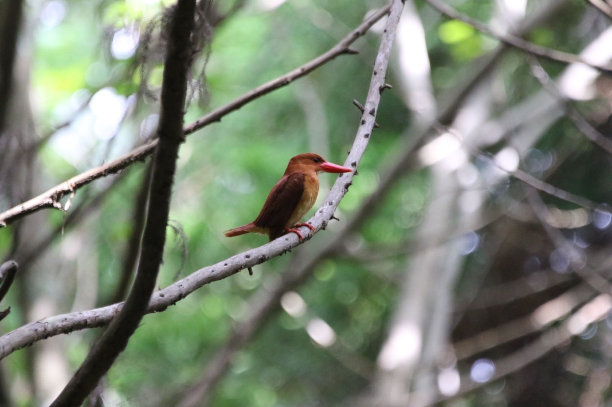 Photo of Ruddy Kingfisher at 春日山原始林 by ひさにゃん