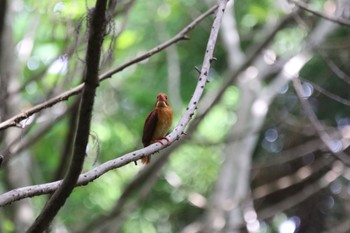 Ruddy Kingfisher 春日山原始林 Fri, 6/11/2021