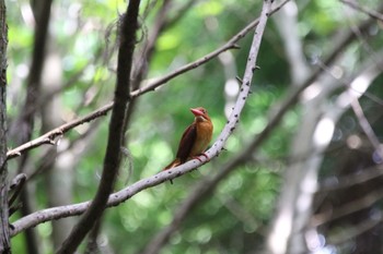 Ruddy Kingfisher 春日山原始林 Fri, 6/11/2021