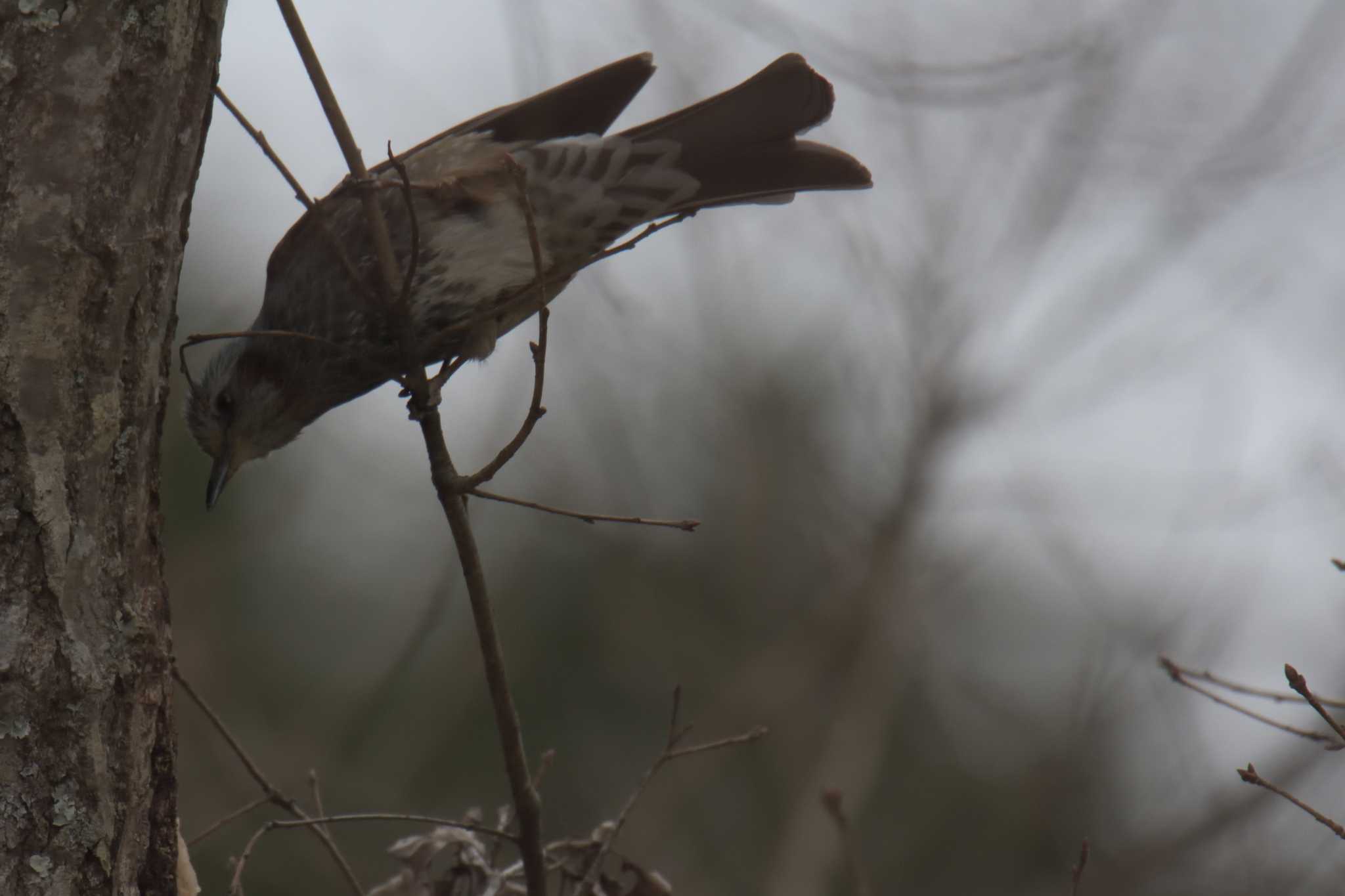 Brown-eared Bulbul