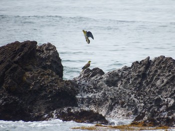 White-bellied Green Pigeon Terugasaki Beach Sun, 6/13/2021