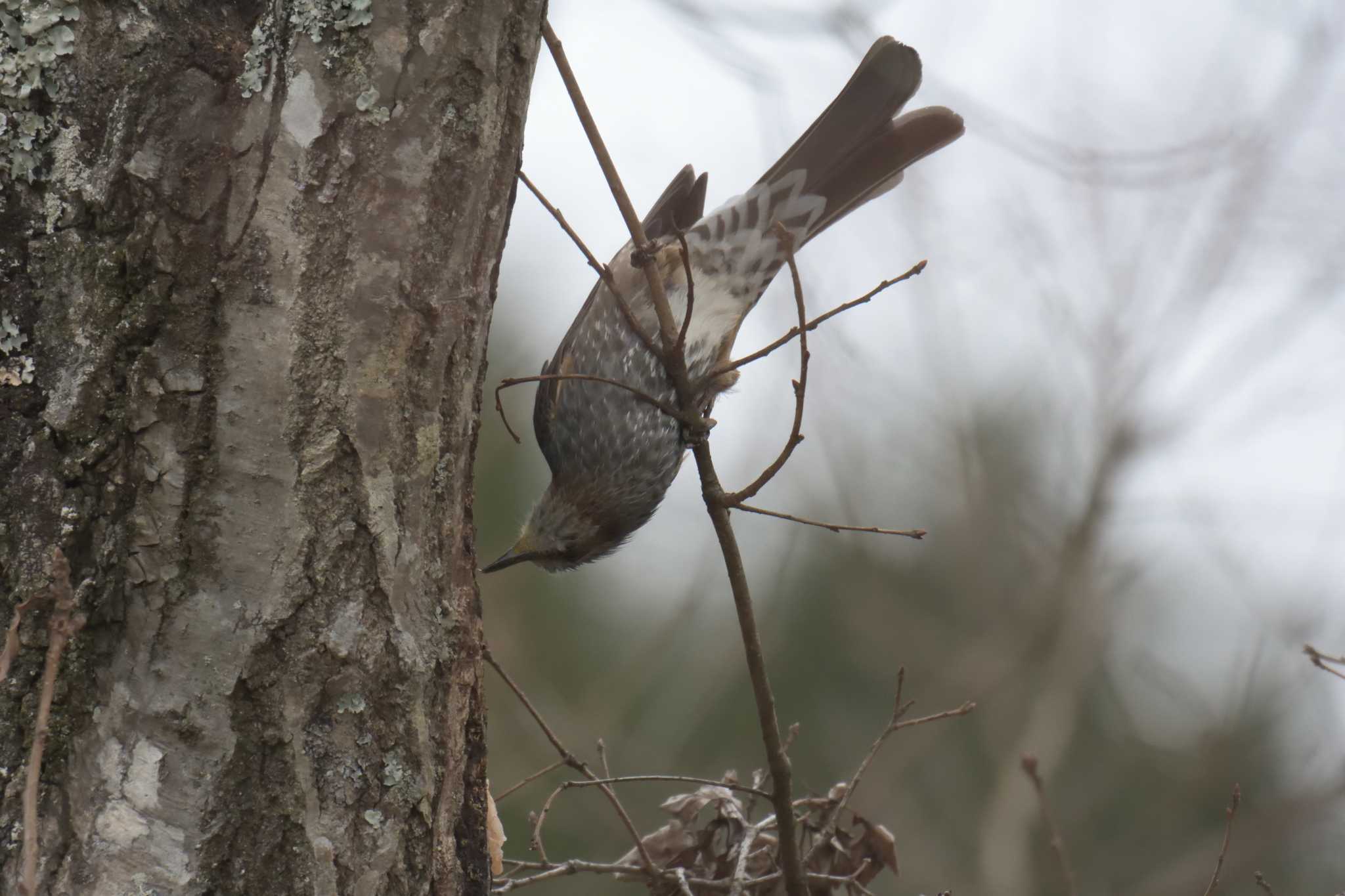 Brown-eared Bulbul