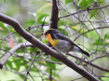 Narcissus Flycatcher 春日山原始林 Sat, 6/12/2021