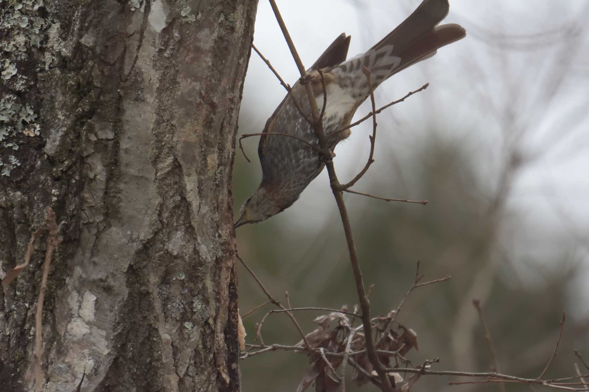 Brown-eared Bulbul