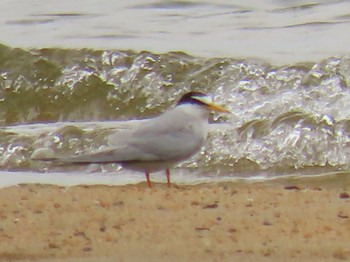 Little Tern 香櫨園浜 Sat, 6/12/2021