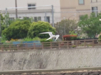 Little Tern 香櫨園浜 Sat, 6/12/2021