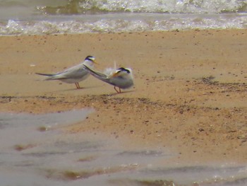 Little Tern 香櫨園浜 Sat, 6/12/2021