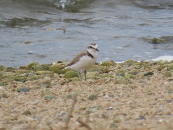 Kentish Plover 香櫨園浜 Sat, 6/12/2021