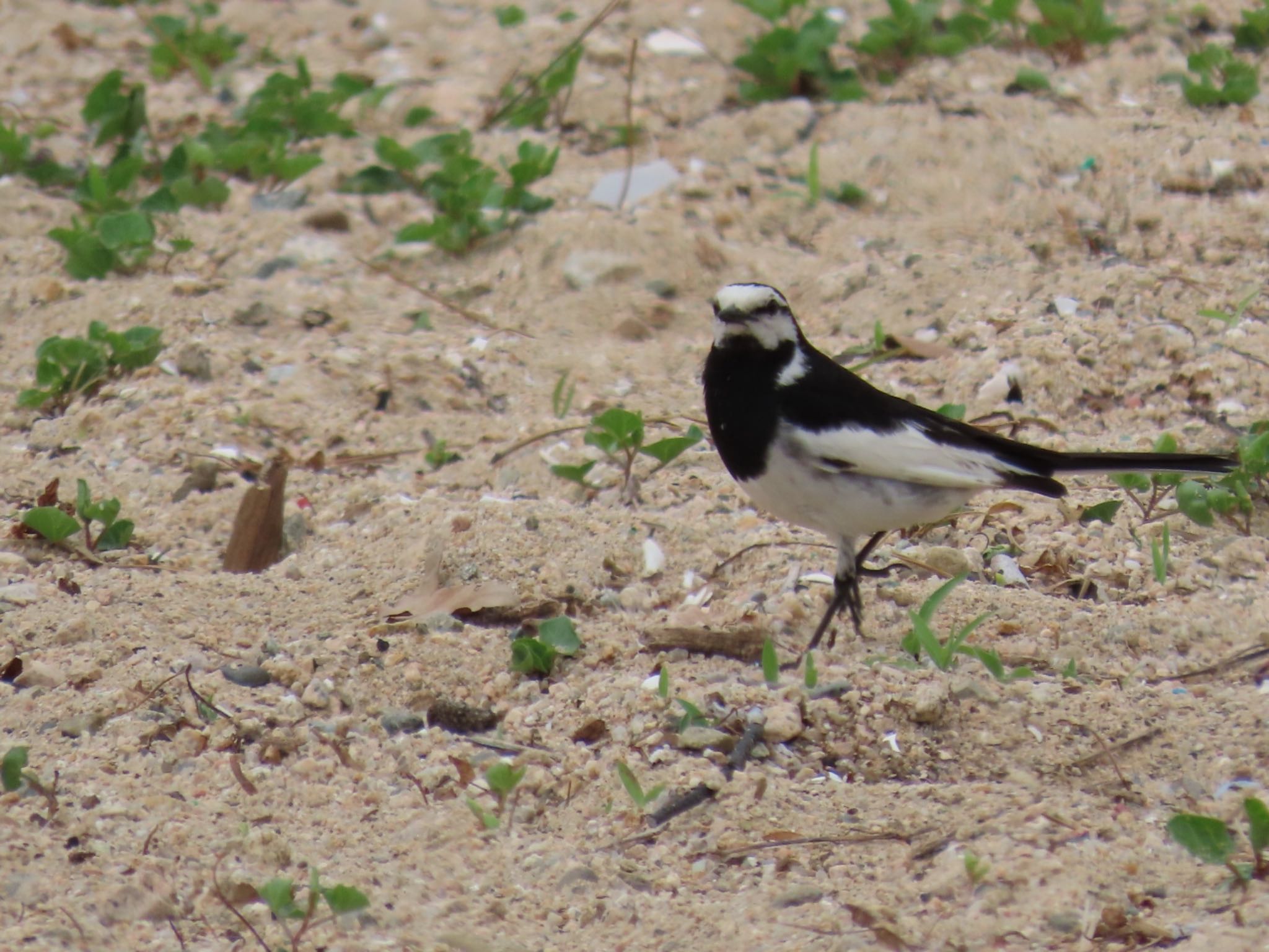 Photo of White Wagtail at 香櫨園浜 by Cookie