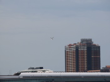 Little Tern 香櫨園浜 Sat, 6/12/2021