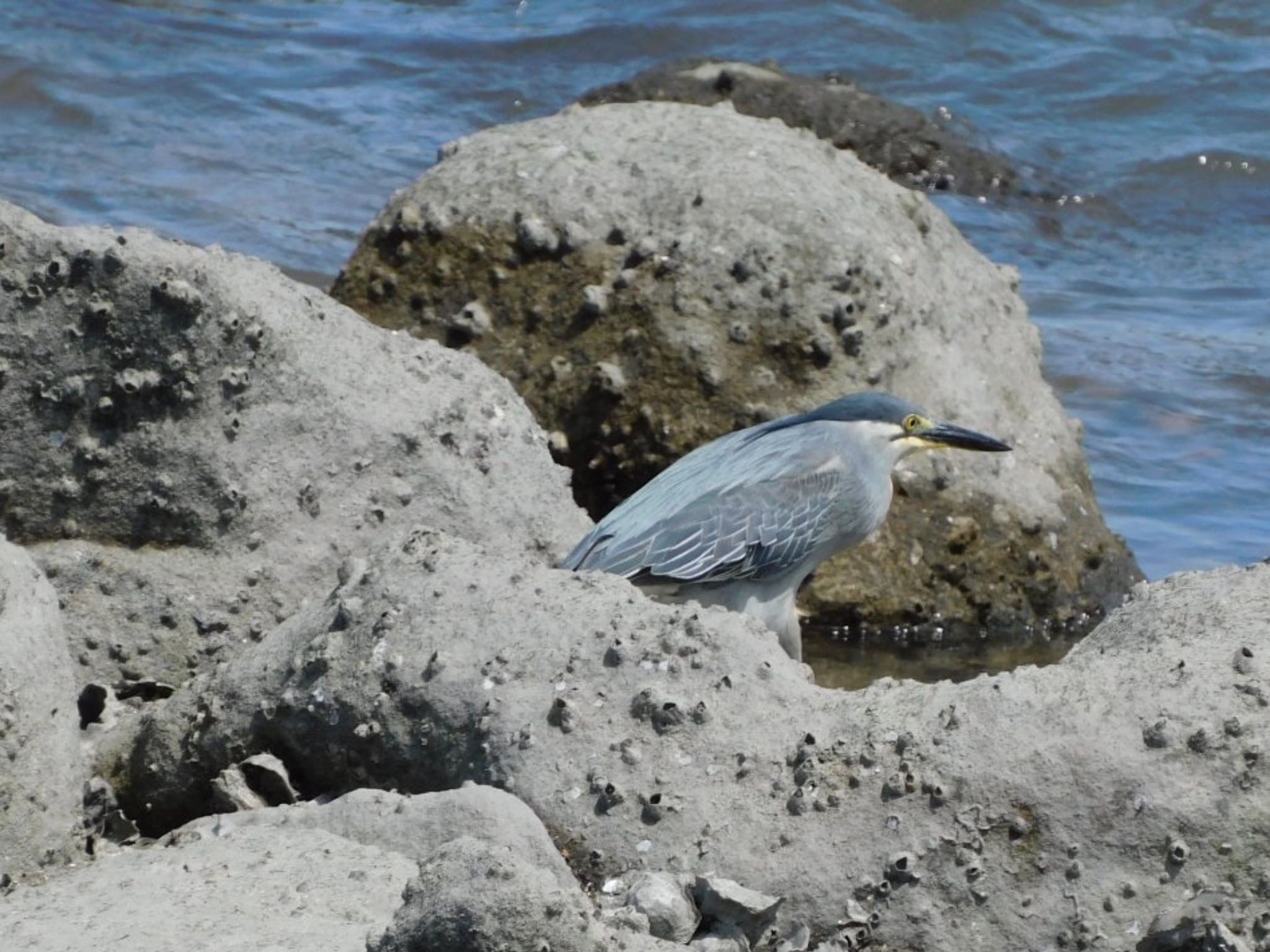 東京港野鳥公園 ササゴイの写真 by ucello