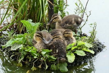 2021年6月13日(日) 東京都の野鳥観察記録