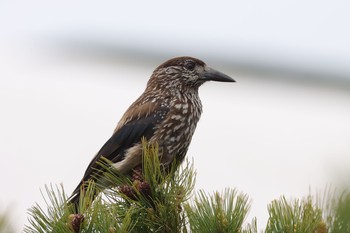 Spotted Nutcracker Murododaira Sat, 6/12/2021