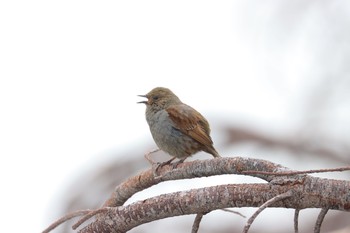 Japanese Accentor Murododaira Sat, 6/12/2021