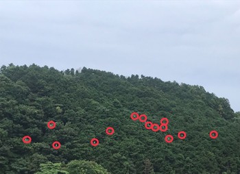 コサギ 和歌山県日高郡印南町 2021年6月13日(日)