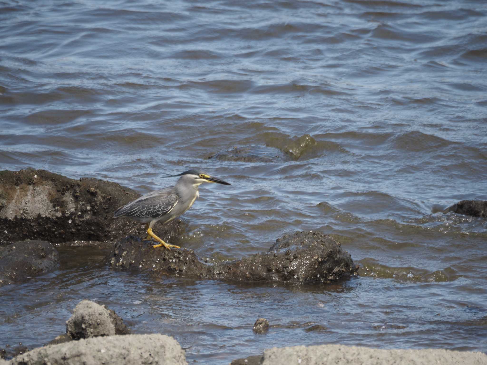 東京港野鳥公園 ササゴイの写真 by Masa