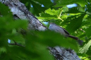 Japanese Bush Warbler Yanagisawa Pass Fri, 6/11/2021