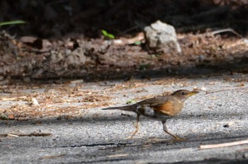 Brown-headed Thrush Yanagisawa Pass Fri, 6/11/2021