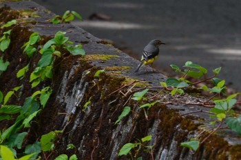 Grey Wagtail Yanagisawa Pass Fri, 6/11/2021