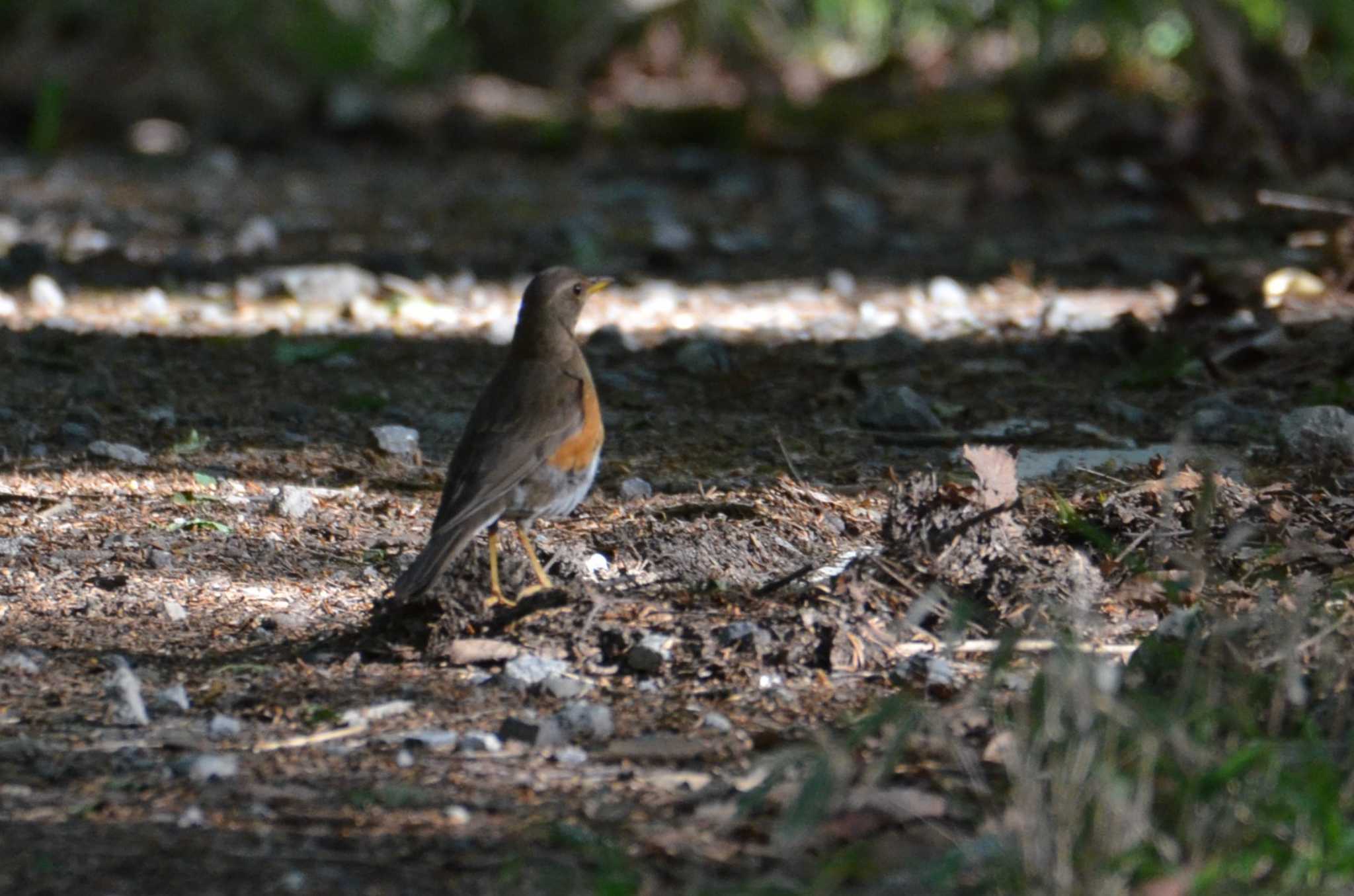 Brown-headed Thrush