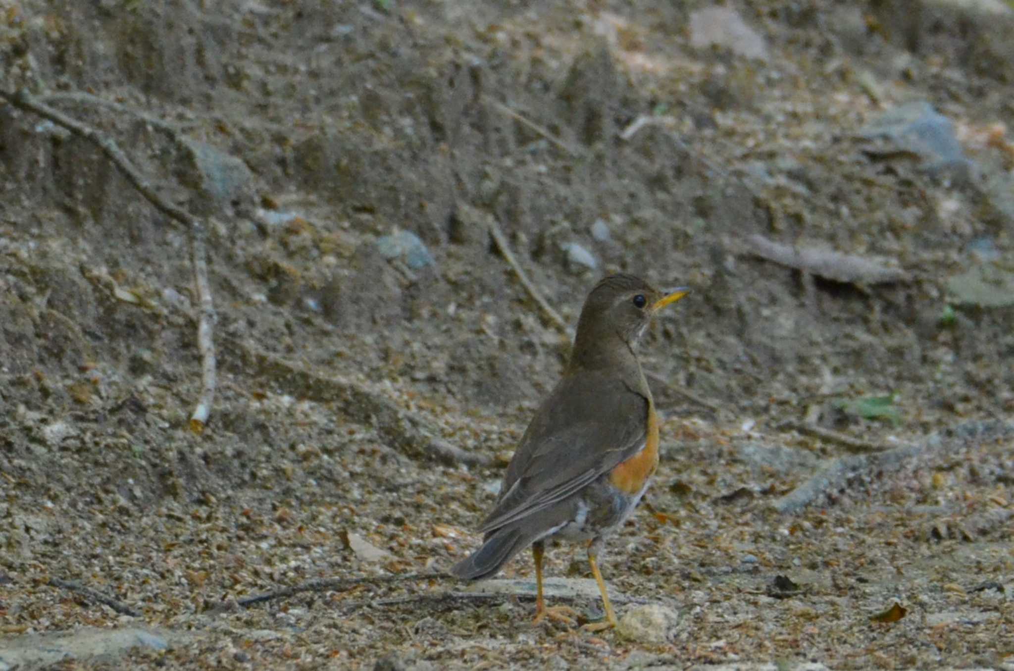 Brown-headed Thrush