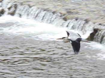 Grey Heron 高野川、京都 Sun, 6/13/2021