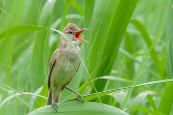 Oriental Reed Warbler 京都府木津川市 Sun, 6/13/2021