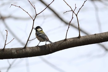 シジュウカラ 金山緑地公園 2017年3月18日(土)