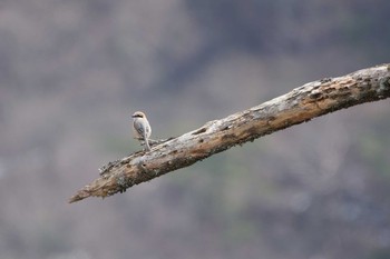 モズ 岐阜県 2017年3月18日(土)