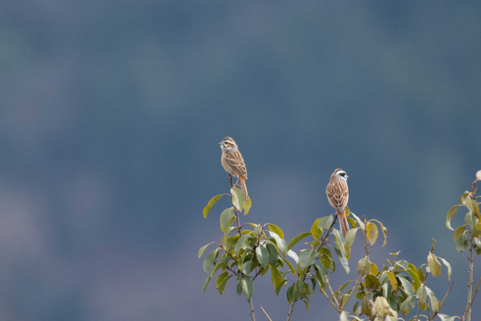 Photo of Meadow Bunting at 岐阜県