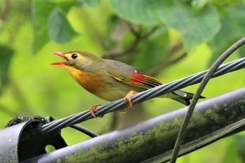 ソウシチョウ 兵庫県西宮市 2021年6月12日(土)