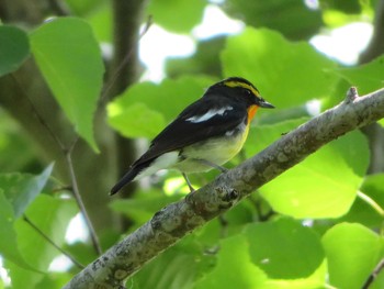 2021年6月13日(日) 西岡公園(西岡水源地)の野鳥観察記録
