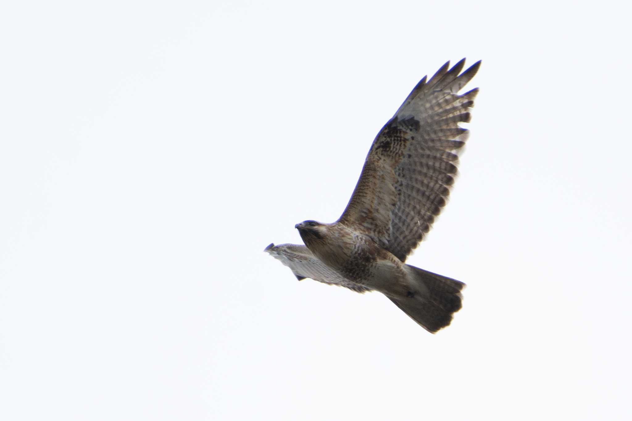 Photo of Eastern Buzzard at 岐阜県