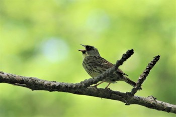 アオジ 西岡公園(西岡水源地) 2021年6月13日(日)