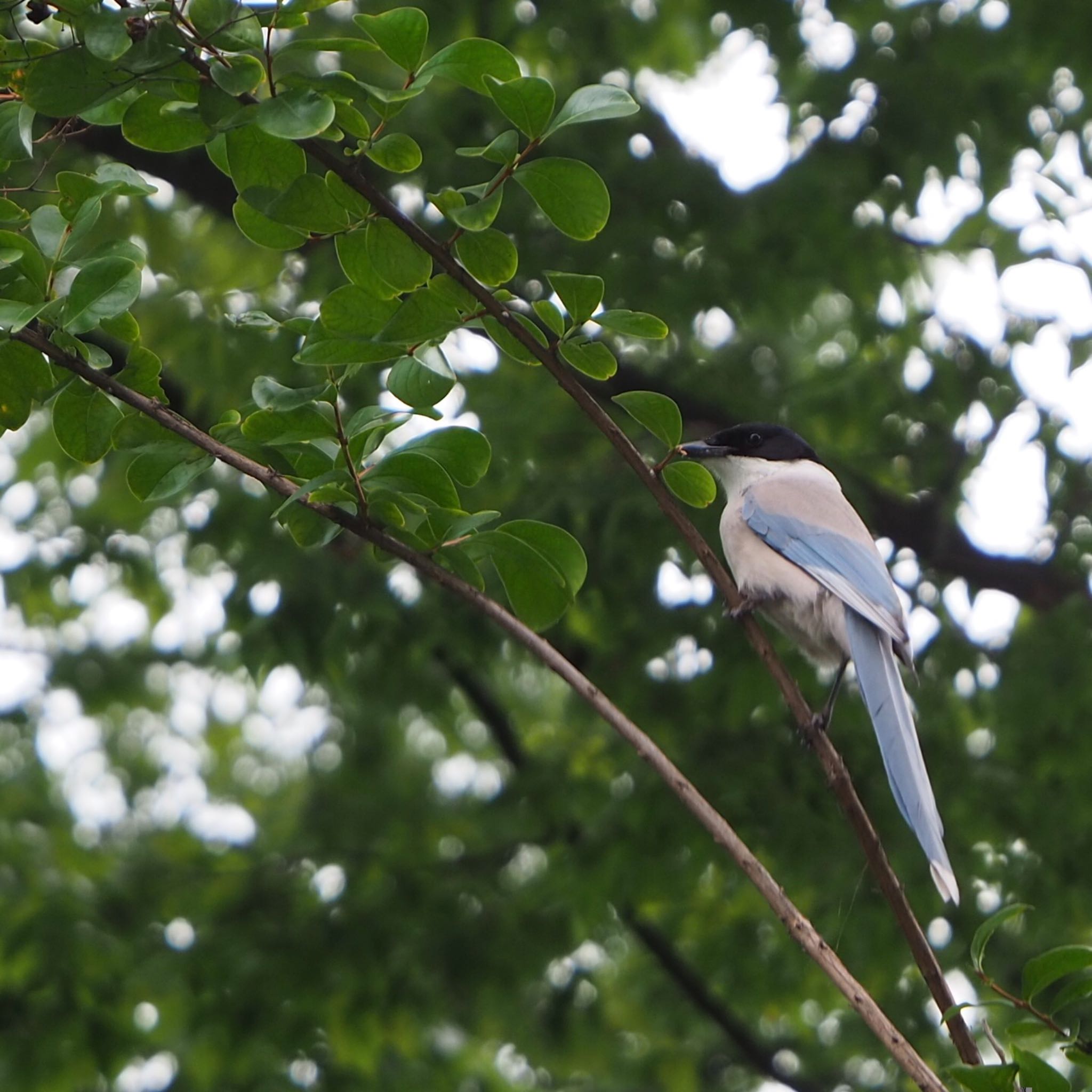 都立公園 オナガの写真 by mk623