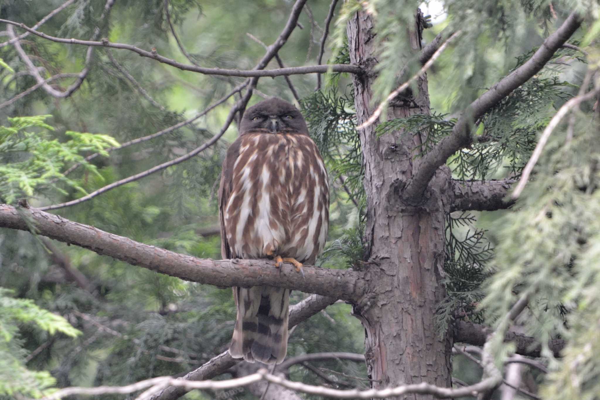 堀兼神社 アオバズクの写真 by ダイ