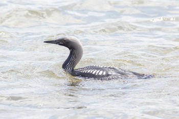 2021年6月12日(土) 彩湖の野鳥観察記録